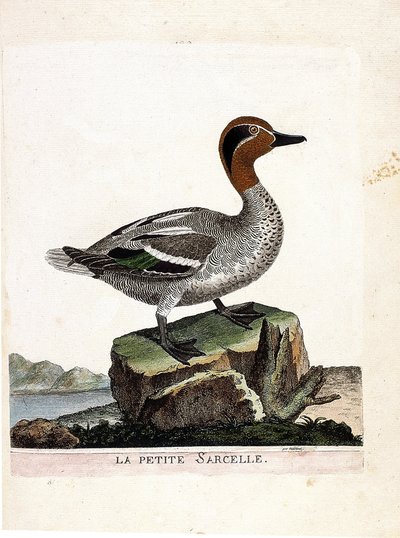 Gráfico zoológico (ornitología): el pequeño cerceta (cerceta de invierno o anas crecca). Ilustración en “La Historia de los Pájaros, Pintados en Sus Aspectos Aparientes y Sensibles” de Francois Nicolas Martinet (1731-1800). Colección privada de Francois Nicolas Martinet
