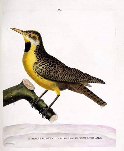 Tabla zoológica (ornitología): el estornino de lousiana (pretsturnella o sturnella magna) en una rama. Ilustración en 