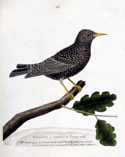 Tabla zoológica (ornitología): el estornino o sansonet (estornino o sturnus vulgaris) en una rama. Ilustración en 
