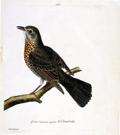 Gráfico zoológico (ornitología): el zorzal comúnmente llamado calandrotte en una rama. Ilustración en “La Historia de los Pájaros, Pintados en Sus Aspectos Aparientes y Sensibles” de Francois Nicolas Martinet (1731-1800). Colección privada de Francois Nicolas Martinet