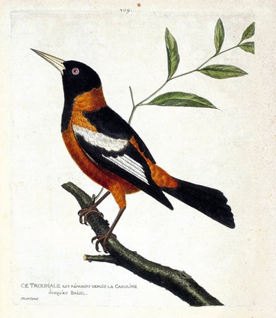 Tabla zoológica (ornitología): el troupiale (troupiale oriole o icterus icterus) en una rama. Ilustración en 