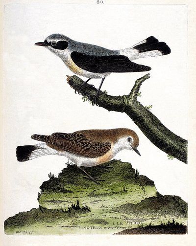 Gráfico zoológico (ornitología): el vitrec (o motous) en la rama y su hembra (mottous tallo u oenanth). Ilustración en “La Historia de los Pájaros, Pintados en Sus Aspectos Aparientes y Sensibles” de Francois Nicolas Martinet (1731-1800). Colección privada de Francois Nicolas Martinet