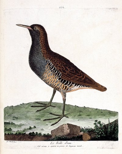 Tabla zoológica (ornitología): el rascón acuático (rallus aquaticus). Ilustración en “La Historia de las Aves, Pintadas en Sus Aspectos Aparecidos y Sensibles” por Francois Nicolas Martinet (1731-1800). Colección privada de Francois Nicolas Martinet
