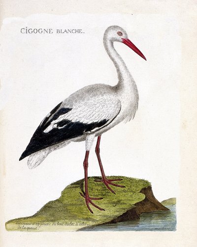 Carta zoológica (ornitología): la cigüeña blanca (ciconia ciconia). Ilustración en “La Historia de los Pájaros, Pintados en Sus Aspectos Aparientes y Sensibles” de Francois Nicolas Martinet (1731-1800). Colección privada. de Francois Nicolas Martinet