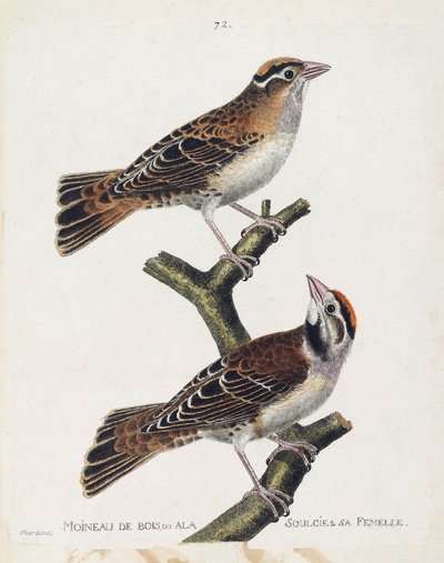 Tabla zoológica (ornitología): el gorrión de madera o el gorrión de alivio (gorrión de Hudson o spizea arborea) y su hembra (gorrión aliviado o petronia petronia). Ilustración en 