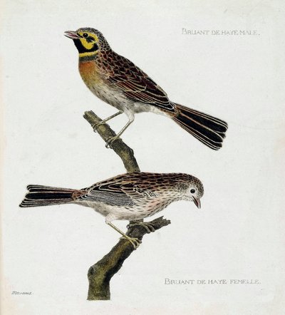 Tabla zoológica (ornitología): de arriba a abajo: Gorriones de La Haya macho y hembra (zizi o emberiza cirlus) en una rama. Ilustración en "La Historia de las Aves, Pintadas en Sus Aspectos Aparecidos y Sensibles" por François Nicolas Martinet (1731-1800). de Francois Nicolas Martinet