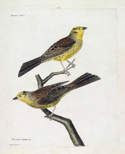 Tabla zoológica (ornitología): de arriba a abajo: Gorrión macho y hembra (Gorrión amarillo o Emberiza citrinella). Ilustración en 
