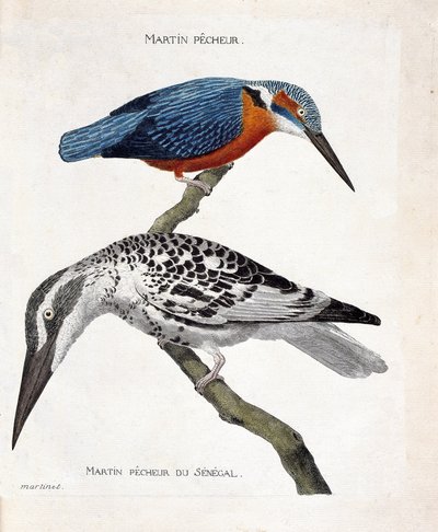 Tabla zoológica (ornitología): de arriba a abajo: Martín pescador (martín pescador de Europa o alcedo atthis) y martín pescador de Senegal (martín pescador pie o Ceryle rudis). Ilustración en 