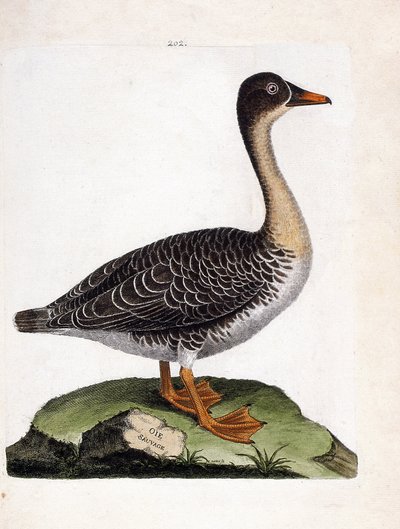 Gráfico zoológico (ornitología): ganso campestre (Anser fabalis). Ilustración en “La Historia de las Aves, Pintadas en Sus Aspectos Aparientes y Sensibles” de François Nicolas Martinet (1731-1800). Colección privada. de Francois Nicolas Martinet