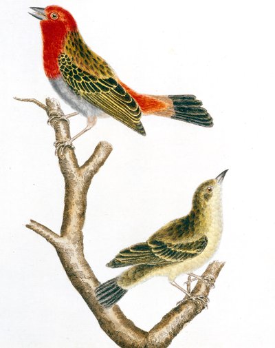 Gorrión y su hembra, grabado en color de François Nicolas Martinet de Francois Nicolas Martinet