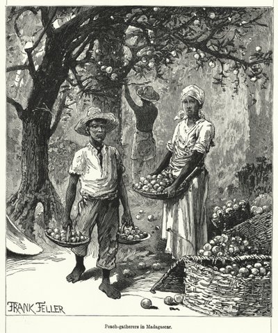 Recolectores de Duraznos en Madagascar de Frank (after) Feller