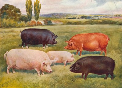 Razas de cerdos de Frank Babbage