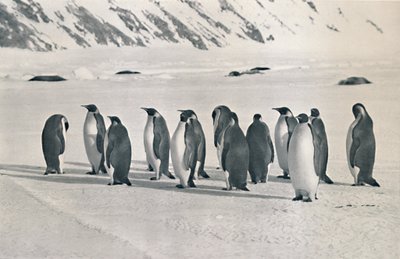 Pingüinos emperador, 1911 de Frank Debenham