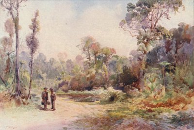 Nueva Zelanda: A Bush Road (litografía en color) de Frank H Wright