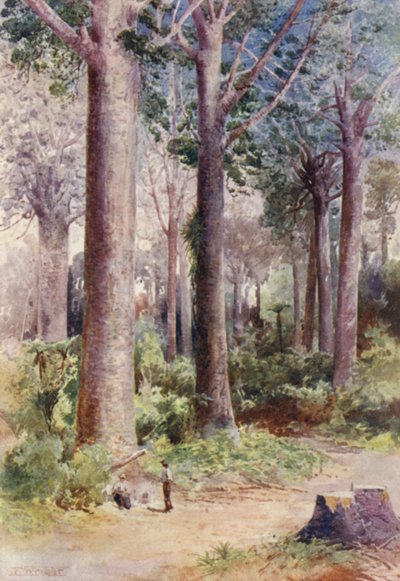 Nueva Zelanda: Entre los Kauri (litografía en color) de Frank H Wright
