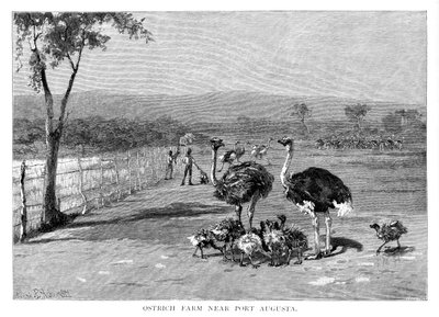 Granja de avestruces cerca de Port Augusta, Australia del Sur, 1886 de Frank P. Mahony