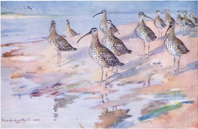 Zarapitos en Blakeney Point de Frank Southgate