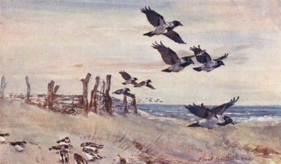 Vida salvaje en East Anglia: Inmigrantes de otoño, cuervos encapuchados y colorines nivales (litografía en color) de Frank Southgate
