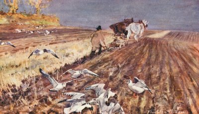 Wild Life in East Anglia: Black-Headed Gulls following the Plough (litografía en color) de Frank Southgate