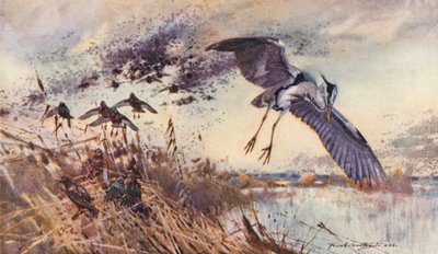 Wild Life in East Anglia: In the Old Fen, Heron and Starlings (litografía en color) de Frank Southgate