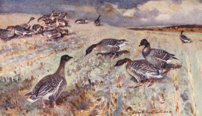 Vida salvaje en East Anglia: Pink-Footed Geese (litografía en color) de Frank Southgate