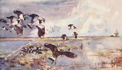 Vida salvaje en East Anglia: Plover-Netting (litografía en color) de Frank Southgate