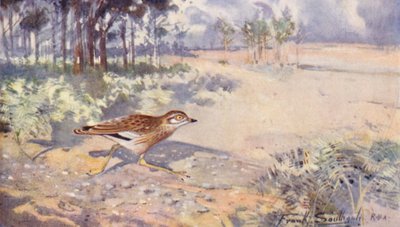 Wild Life in East Anglia: Zarapito real (litografía en color) de Frank Southgate