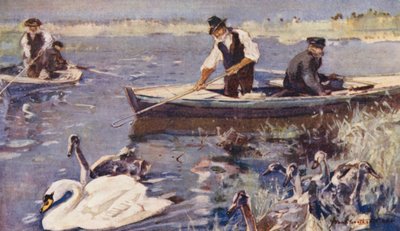 Wild Life in East Anglia: Swan-Upping (litografía en color) de Frank Southgate