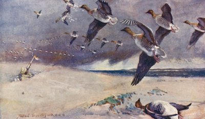 Wild Life in East Anglia: Wild-Goose Shooting (litografía en color) de Frank Southgate