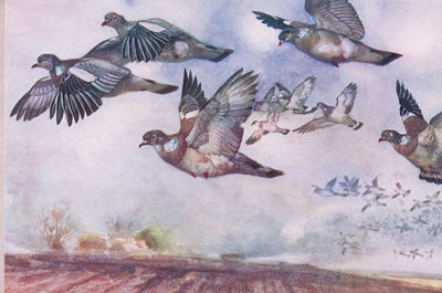 Palomas Torcaces en Vuelo, ilustración de Wild Nature & Country Life publicada por Hodder & Stoughton, c.1910 de Frank Southgate