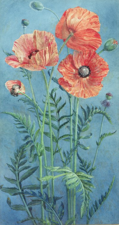 Amapolas, 1916 de Frank Steeley