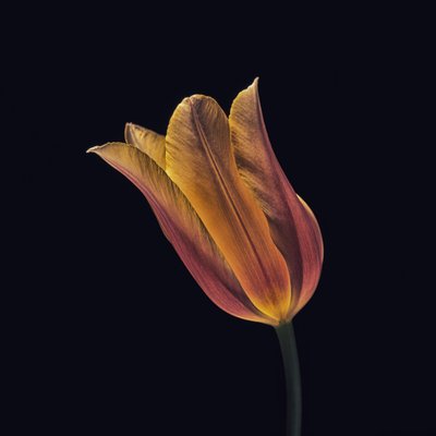 Tulipán naranja brillante de Frank Ulrich Gandenberger