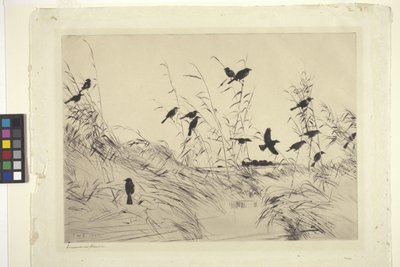Blackbirds And Rushes (tinta sobre papel) de Frank Weston Benson