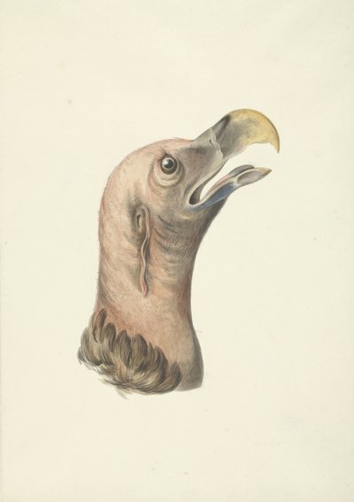 Cabeza de buitre auricular (Otogyps auricularis Daud) de François Levaillant (circle of)