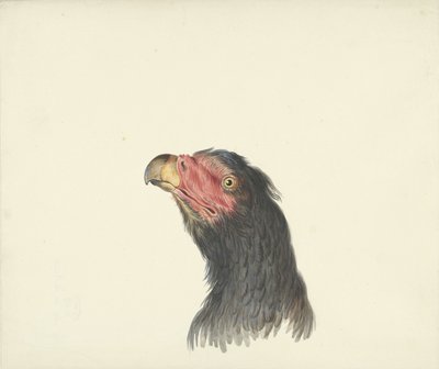 Cabeza de buitre de François Levaillant (circle of)