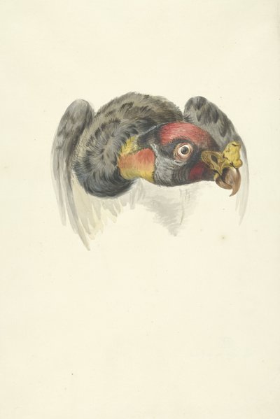 Cabeza de buitre rey (Sarcoramphus papa) de François Levaillant (circle of)
