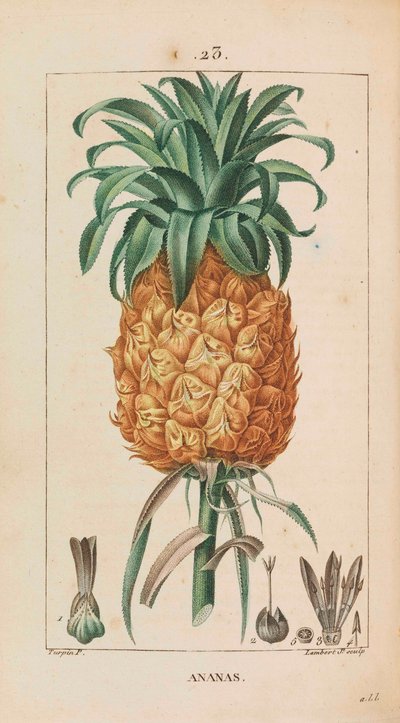 Ananas. Flore médicale, 1814-1820 de François Pierre Chaumeton