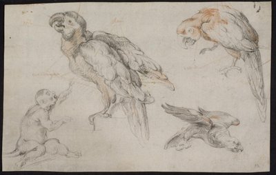 Hoja de estudio con loros y mono de Frans Snijders