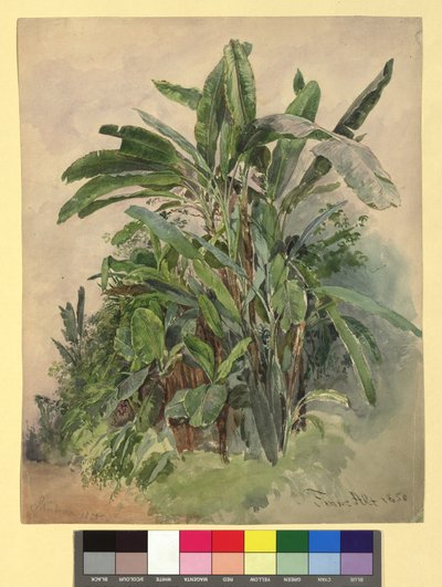 Schönbrunn - Estudio de plantas de Franz Alt
