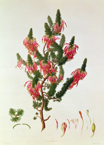 Brezo, Erica sebana, grabado por Mackenzie de Franz Andreas Bauer