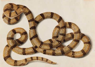 Serpiente, 1770-1780s de Franz Anton von Scheidel