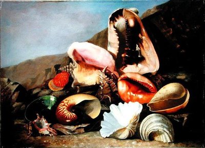 Naturaleza muerta de conchas de Franz Anton von Scheidel