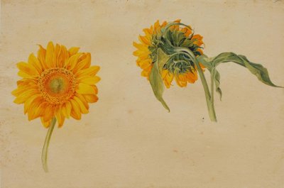 Girasoles de Franz Horny