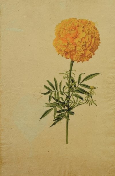 Flor de Tagetes de Franz Horny