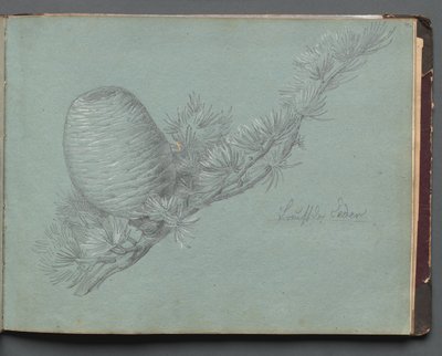 Álbum con vistas de Roma y alrededores, estudios de paisajes, página 49a: Estudio de un árbol perenne de Franz Johann Heinrich Nadorp