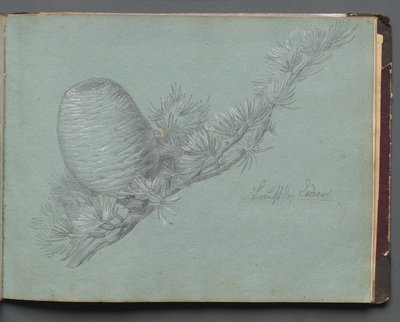 Album with Views of Rome and Surroundings, Landscape Studies, page 49a: Study of a Evergreen Branch with Pinecone de Franz Johann Heinrich Nadorp