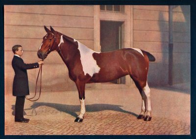 Fotografía de un caballo tomada con una lente Zeiss Tessar, c. 1908 de Franz Kuhn