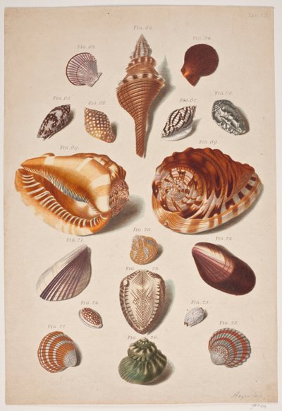 Plancha de ilustraciones con conchas de Franz Michael Regenfus