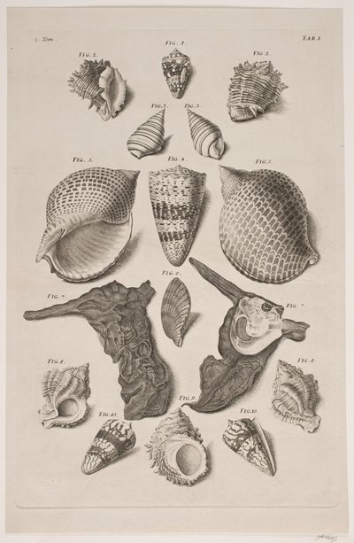 Plancha con conchas. Plancha 1. de Franz Michael Regenfus