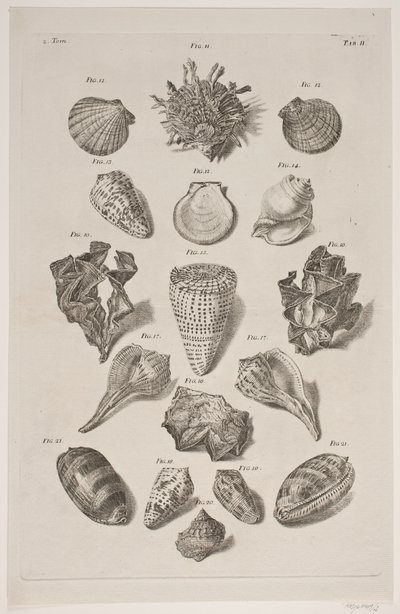 Plancha con conchas. Plancha 2. de Franz Michael Regenfus